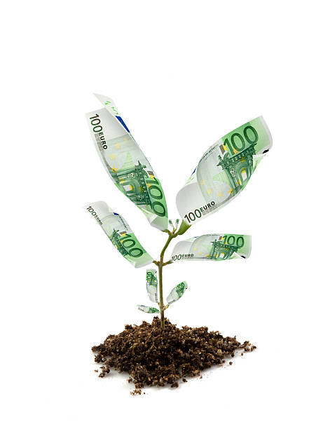 euro bills money plant isolated on white euro bills money plant isolated on white